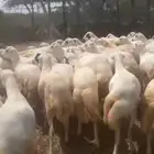 خرفان بلدي اضاحي للبيع