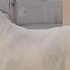 فحل عارضي منتج مطور ابيض كريمي ابرص هامة وقامة