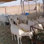 جفار مقني بيشيه اصايل