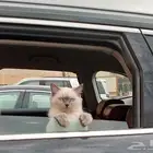 قطه هملايا سبعه شهور  نتيه