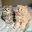 قط شيرازي للبيع
