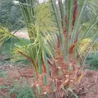 يوجد لدينا جميع انواع النخيل المثمر حسب النوعيه والمقاسات