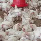 دجاج لاحم للبيع عمر 25 يوم اوزان من 1400 الى 1600