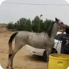 شعبي العمر سنتن
