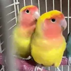 جوز روز اصفر