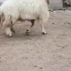 فحل نعيمي صنف للبيع