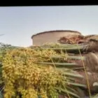 نخيل للبيع مثمر جميع انواع النخل