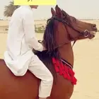 مستلزمات للخيل تفصيل جلال مع صدريه خيل حسب الطلب