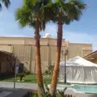 نخيل واشنطونيا ملكي