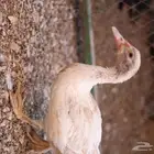 بط للبيع