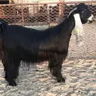 الي عنده معزا حليب وافر يرسل خاص شرط حليب صبح ومساء