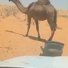 ناقه 000