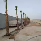 نخل وزينو للتواصل ج