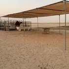 مضلات ابل