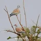 للطيور