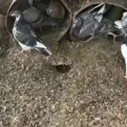 فروخ حمام للبيع