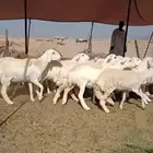 أعرض لكم غنم حريات رخال حرش صنف الصنف عددها 18 دفيع