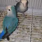 جوز روز منتج (تم البيع)