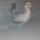 تم البيع تم البيع دجاج بلدي مع عياله