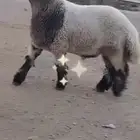 جدع نعيمي صنف للبيع