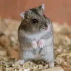 هامستر روسي قزم