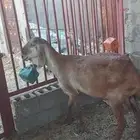 شاة سواكنية الاحساء الهفوف