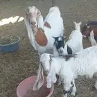 عنز متبوعة بثنين تيوس الاحساء الهفوف