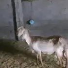 شاة درمانية الاحساء