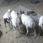 بربري مهجن مطعوم الاحساء الهفوف