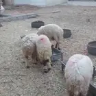4خرفان نعيم الاحساء الهفوف