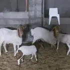 برابر متابيع وفحل الاحساء الهفوف