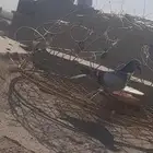 مصيده او شبكه اوقرشعه للبيع