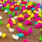 صوص ملون