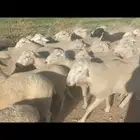 راعي غنم سوداني جاهز موجود في السودان