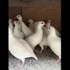 حجل ابيض انتاج موسم لي فات لهواة نوادر