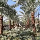 للبيع نخل عربي ونخل وشنطني