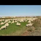 راعي غنم سوداني جاهز موجود في السودان