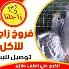 فروخ حمام