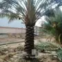 للبيع نخل خلاص برحي سكري