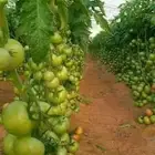 مهندس زراعي