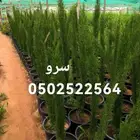 جميع شتلات الأشجار والعطريات مع التوصيل