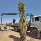 نخل واشنطن زينه بجميع مقاساته