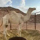 جمل حر صافي للبيع.