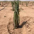 سلام عليكم يوجد لدينا جميع انواع انخيل صقعي ومجدول برحي