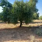 اشجار زيتون ونخيل