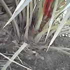 فراخه خضرى للبيع