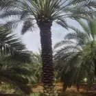 لشغل النخل تكريب وتنضيف وتوريد وتركيب جميع انواع الشبوك