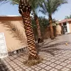 زراعة النخيل الواشنطن والبلدي والأشجار الطبيعيه والعشب