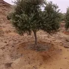 يوجد لدينا جميع انواع الزيتون المثمر لتواصل علا