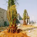 نخل مثمر للبيع نقايل صقعي برحي سكري شيشي مجدول ونانه روثان